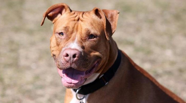 ban pit bulls as domestic pets