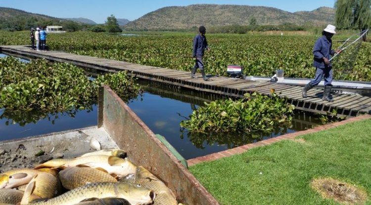 HAIBO! Something fishy at Hartbeespoort dam