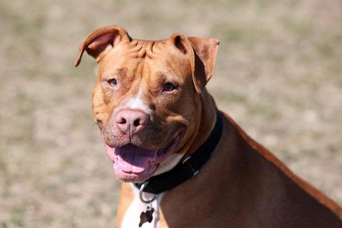 ban pit bulls as domestic pets