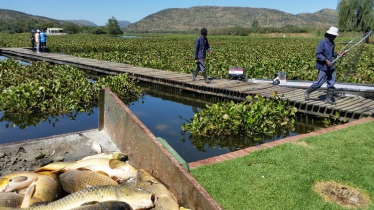 HAIBO! Something fishy at Hartbeespoort dam