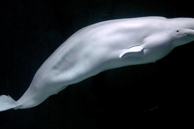 'Russian spy' whale spotted off Swedish coast