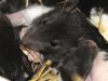 They're not scared of people': Resident explains why Alex plagued by rats
