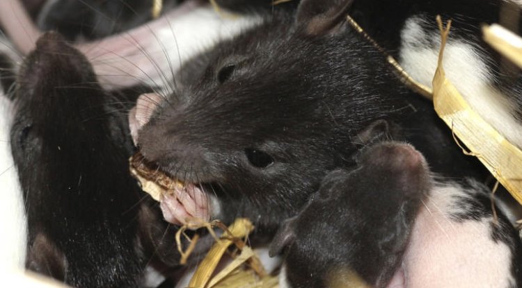 They're not scared of people': Resident explains why Alex plagued by rats