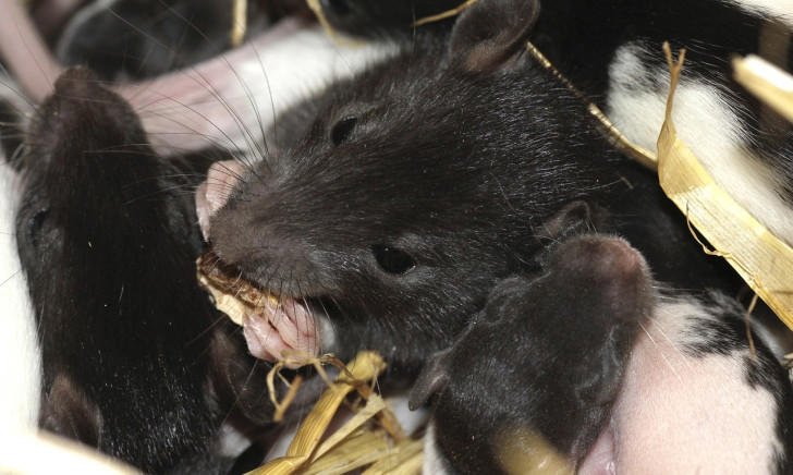 They're not scared of people': Resident explains why Alex plagued by rats